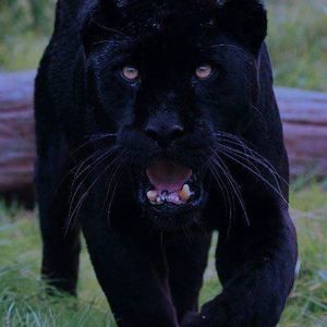 Meet your Posher, Antonio